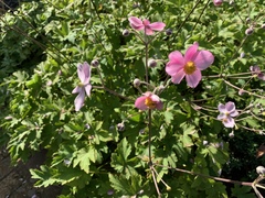 Eriocapitella × hybrida