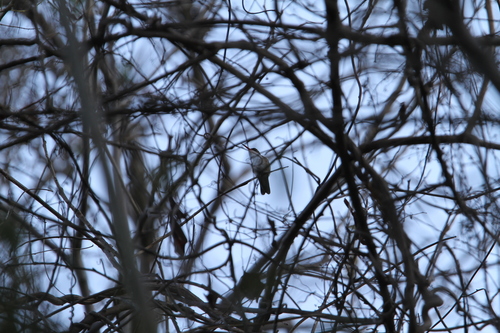 Green-fronted Hummingbird (Ramosomyia viridifrons), photo 8