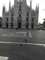 Columba livia domestica