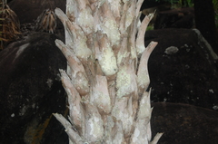 Copernicia prunifera