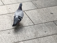 Columba livia domestica