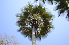 Copernicia prunifera