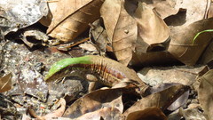 Ameiva atrigularis