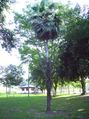 Copernicia prunifera