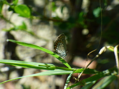 Plebejus argus