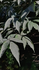 Erysiphe vanbruntiana