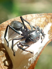 Aphantochilus rogersi