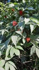 Erysiphe vanbruntiana