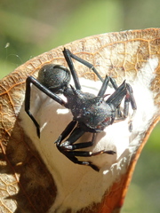 Aphantochilus rogersi