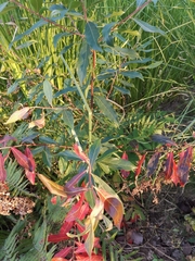 Elaeocarpus decipiens