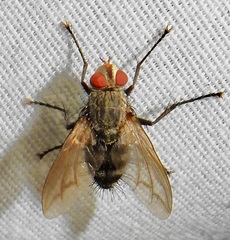 Microphthalma disjuncta