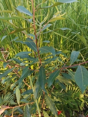 Elaeocarpus decipiens