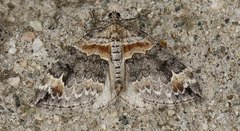 Dysstroma hersiliata