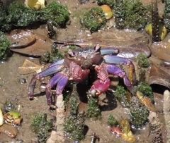 Episesarma palawanense