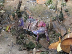 Episesarma palawanense
