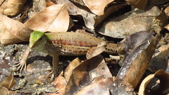 Ameiva atrigularis