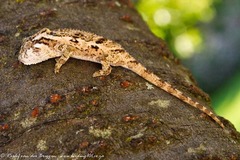 Bradypodion thamnobates