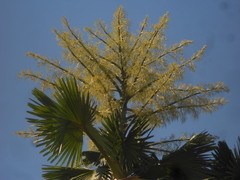 Corypha umbraculifera