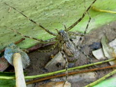 Paradossenus longipes