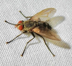 Microphthalma disjuncta