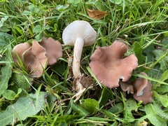 Calocybe carnea
