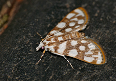 Obtusipalpis pardalis