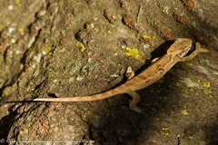 Bradypodion thamnobates