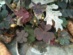Oxalis corniculata repens