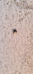 Clogmia albipunctata