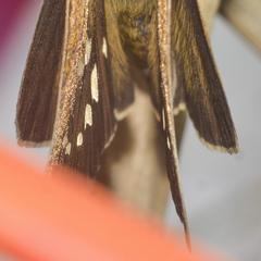 Caltoris bromus bromus