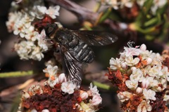 Chrysanthrax vanus
