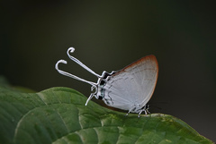 Cheritra freja evansi