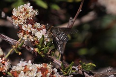 Chrysanthrax vanus