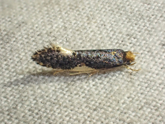 Monopis spilotella