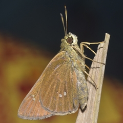 Caltoris bromus bromus