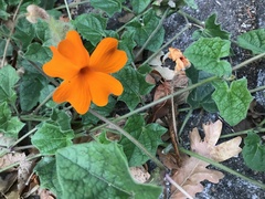 Thunbergia gregorii