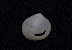 Scintillula solida