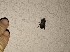 Hemiphileurus illatus