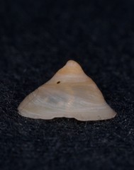 Sigapatella hedleyi