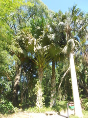 Corypha umbraculifera