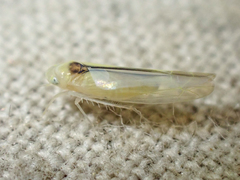 Edwardsiana commissuralis