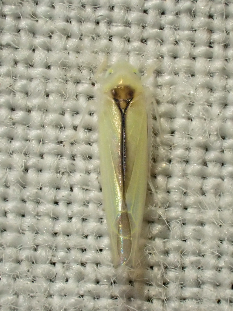 Edwardsiana commissuralis