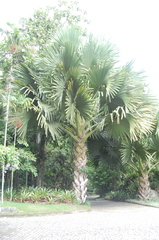 Corypha umbraculifera