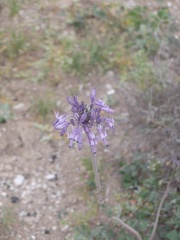 Triteleiopsis palmeri