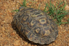 Kinixys belliana