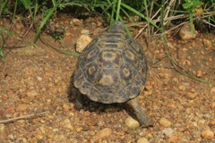 Kinixys belliana