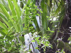 Pittosporum cornifolium