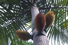 Deckenia nobilis