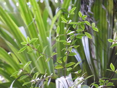 Pittosporum cornifolium