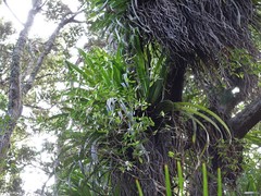 Pittosporum cornifolium